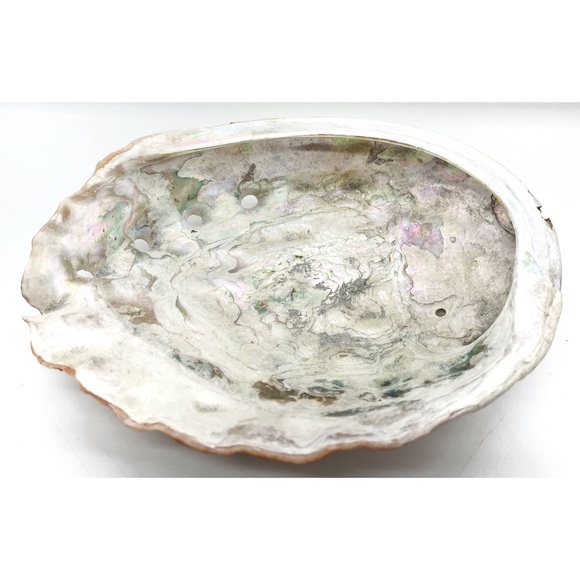 Abalone Shell Large 8.25” X 6.5” Ocean Sea Shell Natural Condition Trinket Dish - Picture 4 of 5
